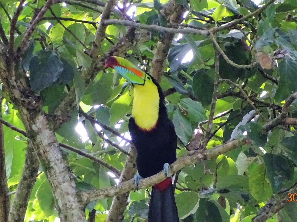 Hotel Caribbean Coconut Cahuita Luaran gambar